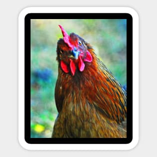 little red rooster Sticker